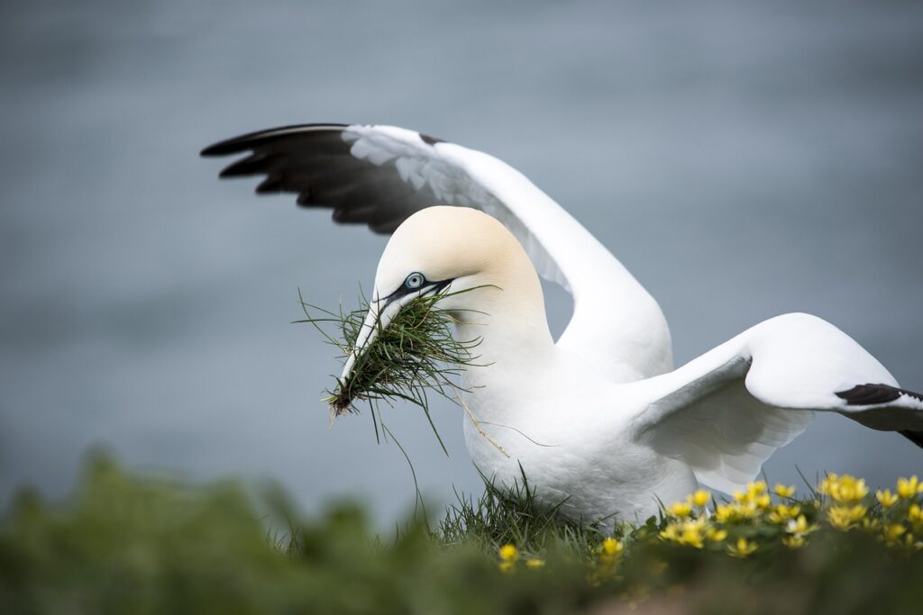 gannet, sea bird, yellow, coast, gannet, gannet, gannet, gannet, gannet